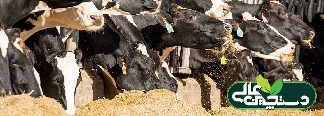 جمعیت میکروبی شکمبه در گاو شیری باید متوازن باشد