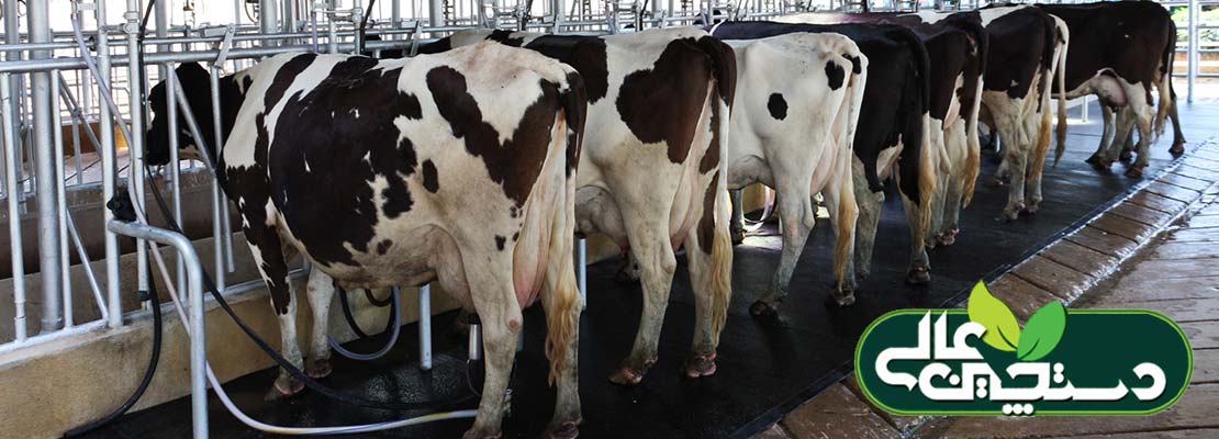 تشخیص ورم پستان گاو شیری