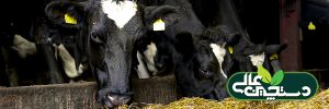 مدیریت گاو شیری از مرحله قبل از زایمان تا پس از زایمان