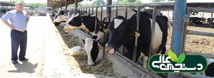 تنظیم پروتئین جیره گاو های شیری