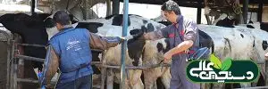 تولیدمثل گاو شیری با چه گلوگاه هایی روبروست؟