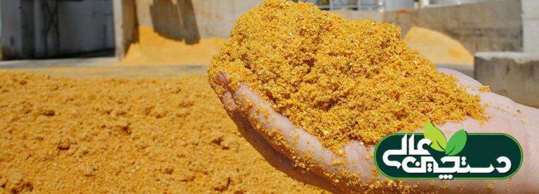 باقیمانده غلات تقطیری DDGS دارای غلظت بالای سموم قارچی هستند