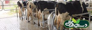 مدیریت گاو شیری از مرحله قبل از زایمان تا پس از زایمان