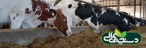 پروتئین جیره گاو شیری را متوازن کنید