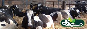 اقتصاد گاوداری را با گروه بندی صحیح گاوها بهتر کنید