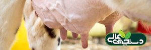 تشخیص ورم پستان گاو شیری توسط کارکنان گاوداری