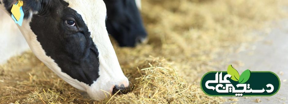 اسیدآمینه متیونین محافظت شده در شکمبه (RPM) دارای اثرات مثبت بر ساخت پروتئین شیر گاوها