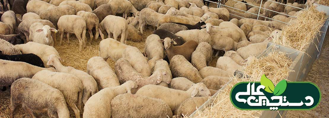 پرورش دام سبک و تغذیه گوسفند و بز بر اساس جیره غذایی بر پایه کنسانتره و علوفه