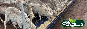 بیماری سنگ ادراری گوسفند