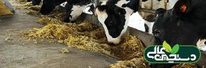 تنظیم پروتئین جیره گاوهای شیری