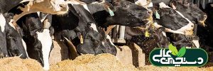 تنظیم پروتئین جیره گاوهای شیری