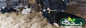 تغذیه گاوهای شیری و اهمیت کلسیم
