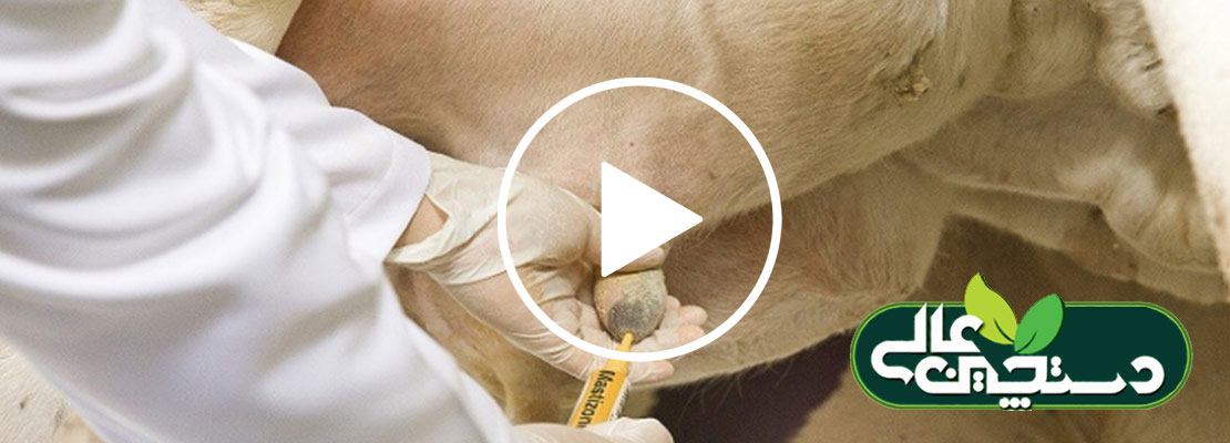 فیلم آموزشی تشخیص درمان ورم پستان در گاو شیری