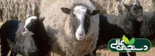 پرورش گوسفند نژاد رومانف در یک نگاه