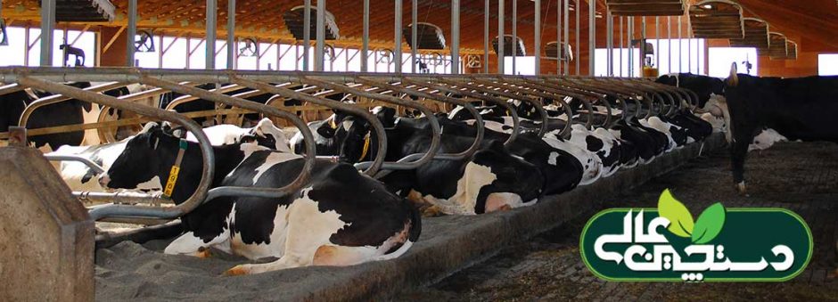 شیردهی بالا در گاو ها تحت تأثیر نبود تنش در گاوداری است