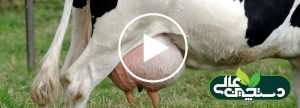 فیلم آموزشی ابتلا به ورم پستان گاو