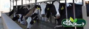 تنظیم جیره گاو ها برای بهینه کردن مصرف ماده خشک