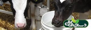 مصرف آب گوساله شیری چگونه و چقدر باید باشد؟