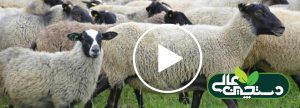 گوسفند نژاد رومانف در یک نگاه کوتاه