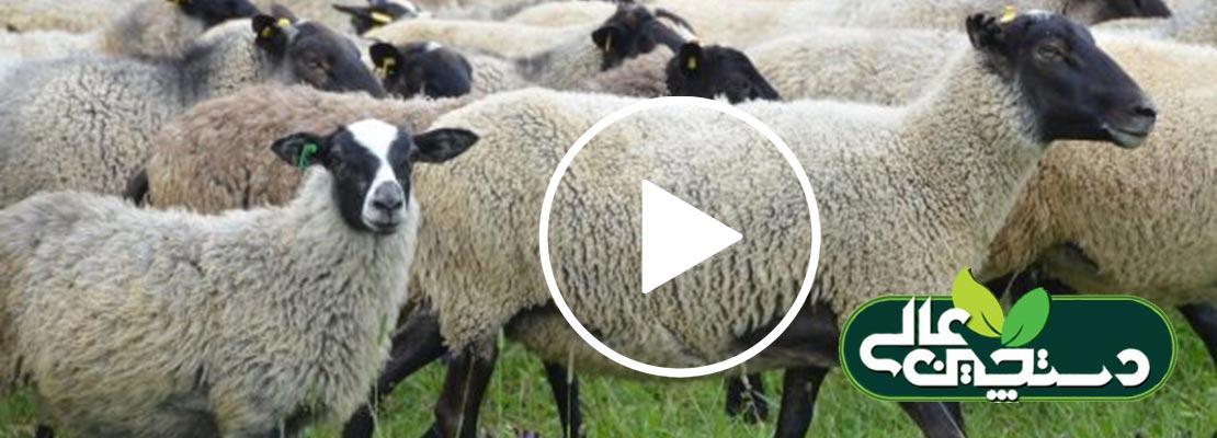 گوسفند نژاد رومانف در یک نگاه کوتاه