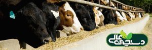 مدیریت نیتروژن اوره ای شیر و کاهش هزینه خوراک دامداری