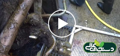مراحل شیردوشی در 1 گاوداری صنعتی شیری 2 رسیدگی به سم دام های سنگین و سبک