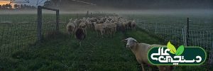 رفتار شناسی گوسفند