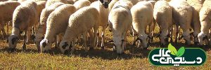 پرورش و فروش گوسفند های گله مادر