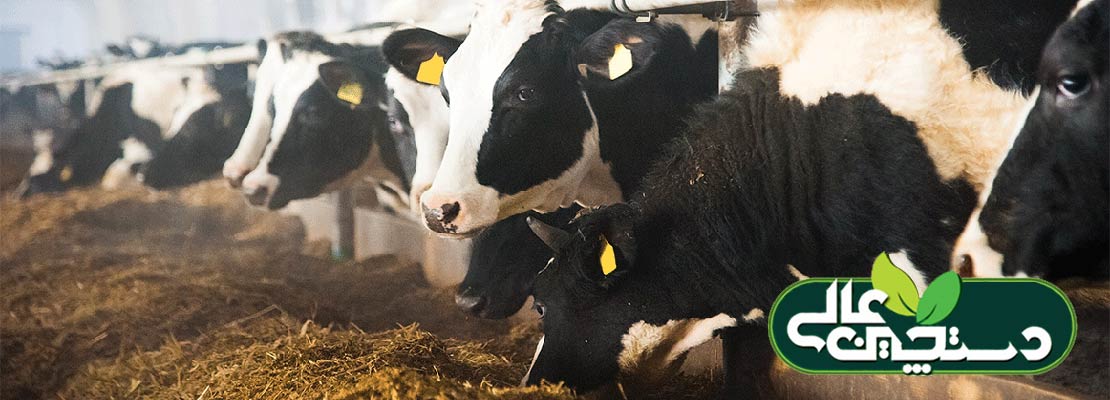 تنظیم جیره گاو ها برای بهینه کردن مصرف ماده خشک
