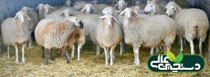 پرورش و فروش گوسفند های گله مادر