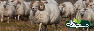 رفتار شناسی گوسفند