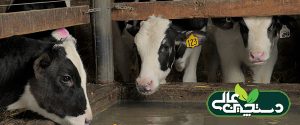 مصرف آب گوساله شیری چگونه و چقدر باید باشد؟