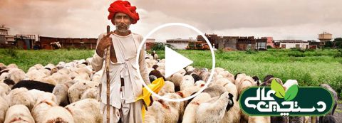 پرورش گوسفند در یک کشور جهان سومی پرجمعیت
