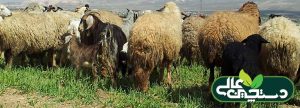 انگل های خارجی گله گوسفند را بشناسید و جدی بگیرید