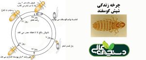 انگل های خارجی گله گوسفند