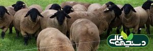 پرورش گوسفند نژاد سافولک و اصالت آن