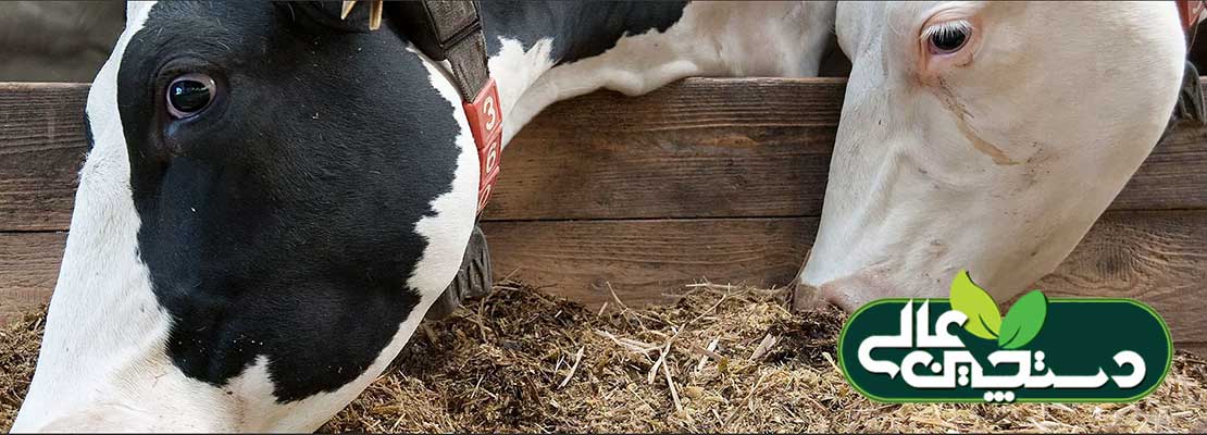 مدیریت تغذیه گاو شیری به تولیدمثل موفق گله منجر می شود