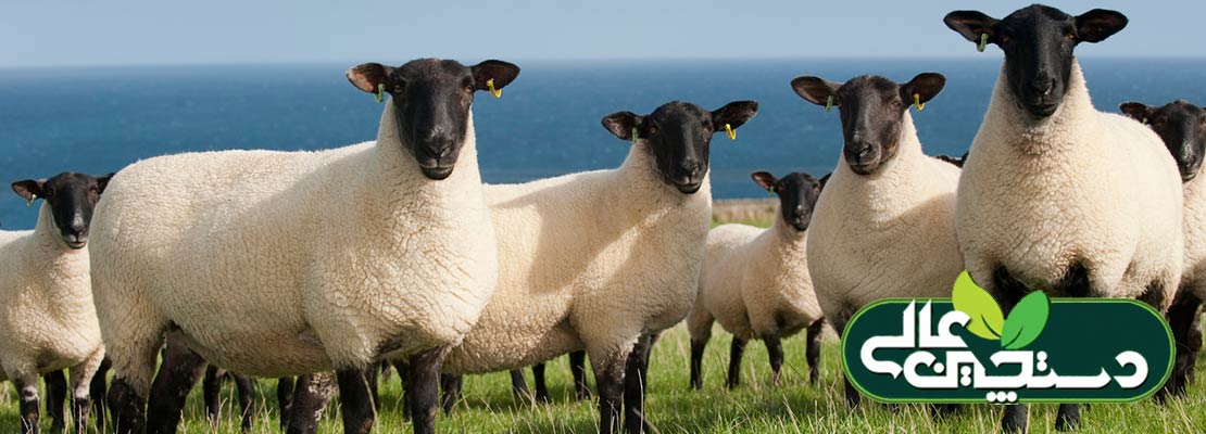 پرورش گوسفند نژاد سافولک