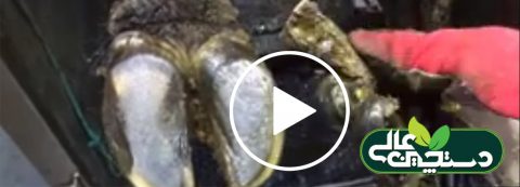 مراحل شیردوشی در 1 گاوداری صنعتی شیری 6 رسیدگی به سم گاو شیری و گوسفند