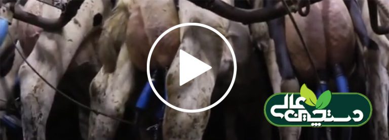 مراحل شیردوشی در 1 گاوداری صنعتی شیری