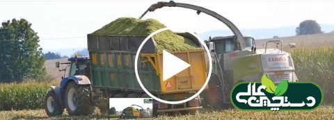 مراحل شیردوشی در 1 گاوداری صنعتی شیری 12 عمل آوری سیلاژ ذرت