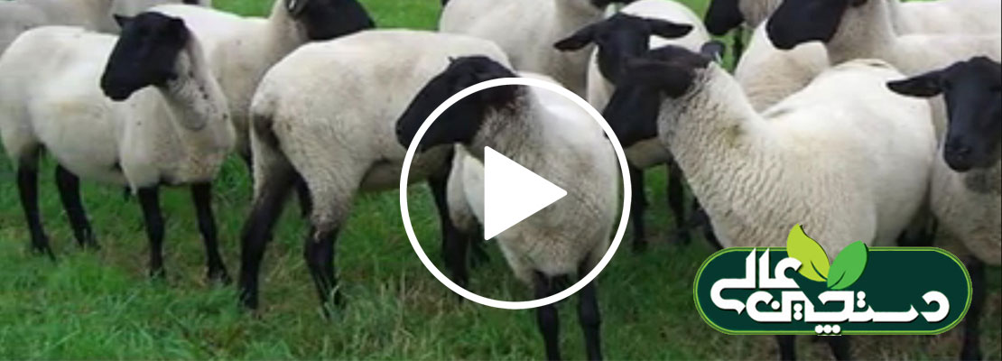 پرورش گوسفند نژاد سافولک و آشنایی با آن