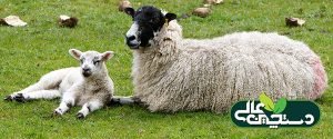 بیماری عضله سفید در گوسفند و بز