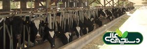مدیریت تغذیه گاو شیری به تولیدمثل موفق گله منجر می شود