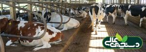 تشخیص کتوز و درمان کتوز تحت بالینی در گاوها به ابزار و شیوه تشخیص نیاز دارد