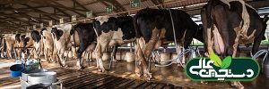 تولید شیر با کیفیت در گاوداری در گرو یکی از این 4 گزینه است