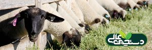 اسیدوز در گوسفند و بز (شناخت، تشخیص، پیشگیری و درمان)
