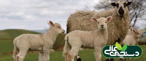 گوسفند نژاد شاروله ( معرفی و مشخصات ظاهری)