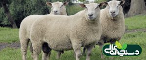 گوسفند نژاد شاروله ( معرفی و مشخصات ظاهری)