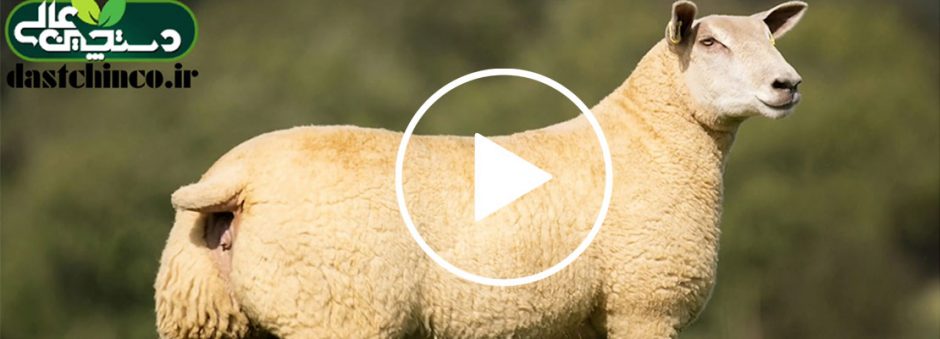 معرفی گوسفند نژاد شاروله